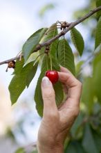 Cherry Picking